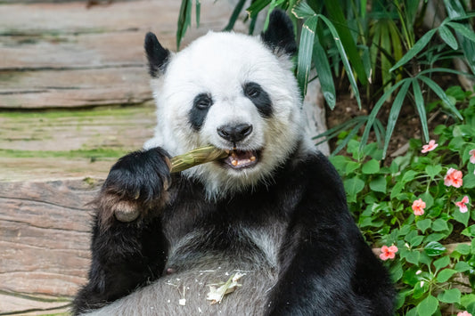 Interesting Facts about Pandas: Unveiling the Fascinating World of Pandas