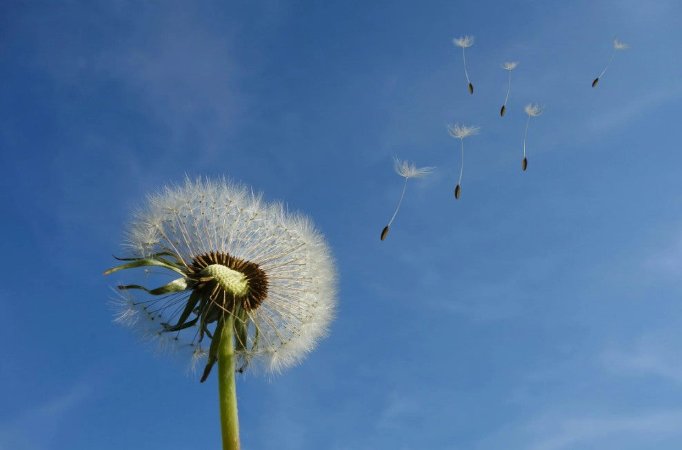 Discovering the Benefits and Popularity of Dandelion Tea